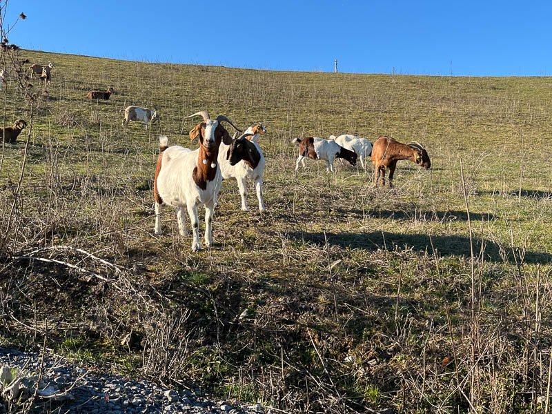 Zwei Müllwerker vor einem Abfallfahrzeug.