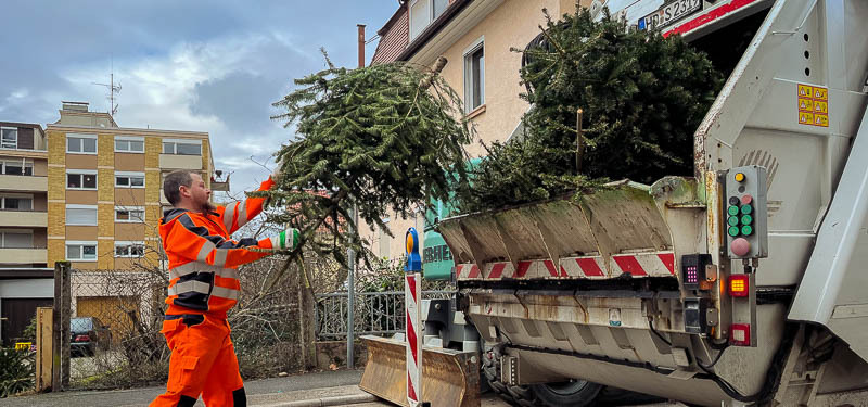 Müllwerker wirft einen Weihnachtsbaum in das Abfallsammelfahrzeug